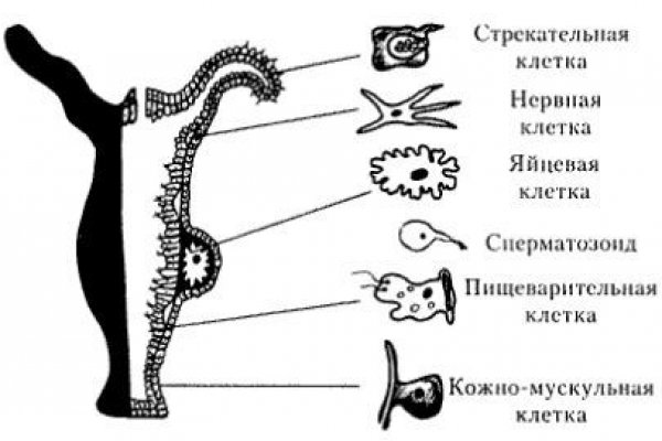 Ссылка на кракен даркнет